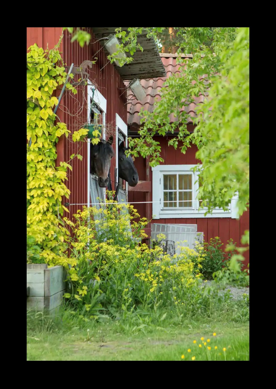 gården 4